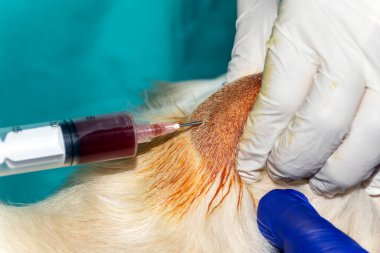 A Skilled Veterinarian drains an abcess on the head of a Golden Retriever dog