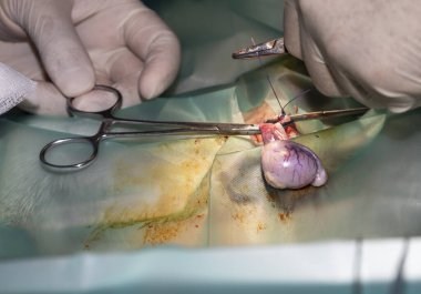 A skilled Veterinarian prepares to remove the testicle of a dog during sterilization surgery
