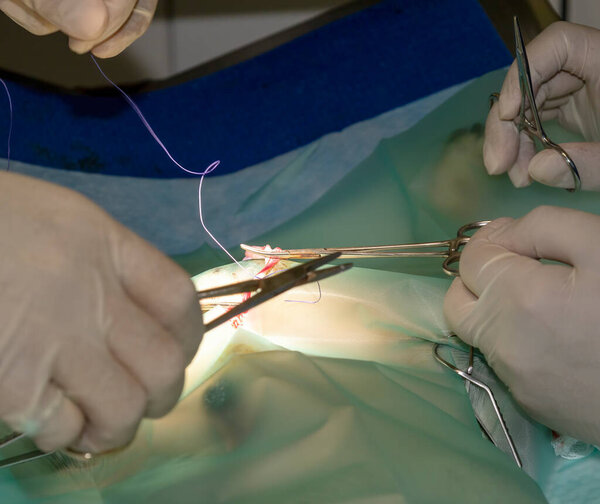 A pair of skilled veterinarians placing sutures on a Pug during sterilization surgery