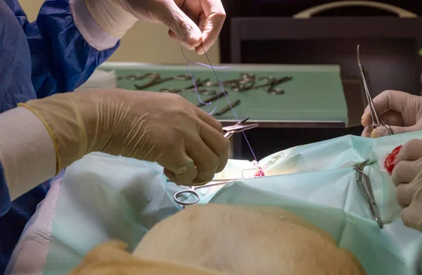 2組の熟練した獣医師が滅菌手術中にパグに縫合糸を置く — ストック写真
