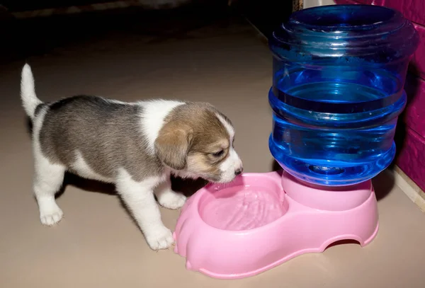 Słodki Szczeniak Beagle Raz Pierwszy Pije Wodę Fontanny — Zdjęcie stockowe
