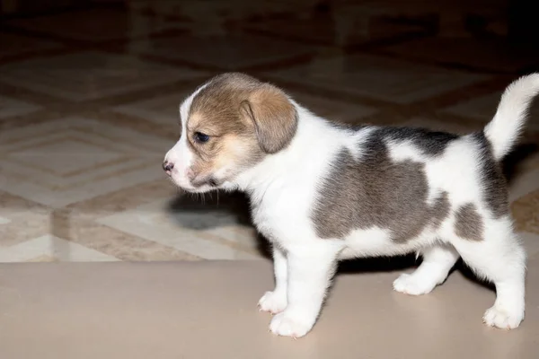 Şirin Bir Siyah Beyaz Kahverengi Beagle Köpeği — Stok fotoğraf