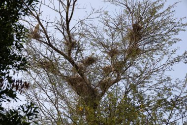 Al Ain BAE 'deki bir ağaca yuva yapan çok sayıda beyaz kuş.