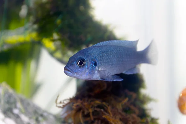 Blue Malawi Cichlid Juvenile Home Aquarium — Stock Photo, Image