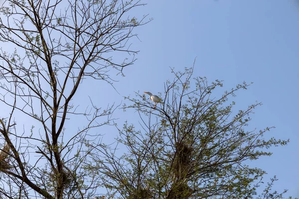 알아인 술라에 나무에 둥지를 — 스톡 사진
