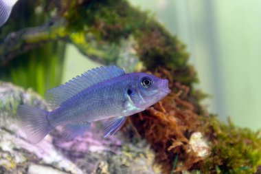 Mavi bir Malawai Cichlid Çocuk Akvaryumu 'nda
