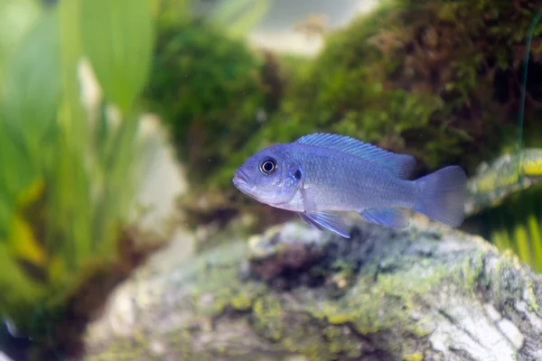 Juvénile Bleu Malawi Cichlidés Dans Aquarium Maison Freshwarwe — Photo