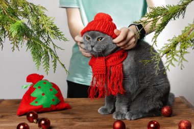 Bir kız gri kedinin başına kırmızı örülmüş bir şapka ve evcil hayvanın boynuna bir eşarp takıyor. Kedi mutlu değil. Evcil hayvanlarla Noel. Kedi için yeni yıl kostümü. Noel havası. Evcil hayvanlar için kıyafetler.