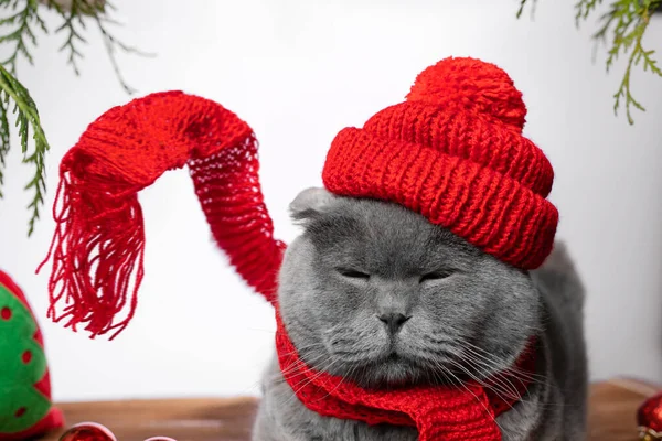 Portrait of a Gray cat in a red knitted hat and scarf, squinting with pleasure. Christmas with pets. New Year\'s costume for the cat. Christmas mood. Clothes for pets. Red Hat.Zoo goods. Christmas mood
