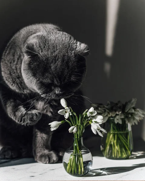 Pisica Gri Miroase Zăpadă Albă Primele Flori Primăvară Sunt Într — Fotografie, imagine de stoc