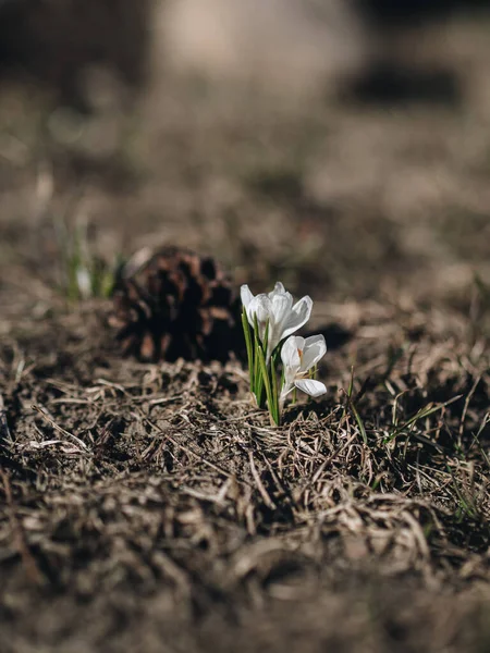 One small snowdrop flower stands in a field of dry grass. The first flowers spring. The flower is white. Small flowers. Spring mood. The first flowers in the garden. Sunny weather.