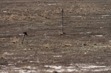 Terk edilmiş hayalet kasaba Pripyat yakınlarındaki kum çöllerindeki radyasyon işaretleri Ukrayna 'nın Çernobil Yasaklama Bölgesi' nde bahar mevsimi sonrası kıyamet manzarası.
