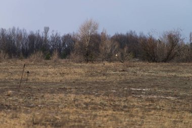 Terk edilmiş Pripyat kasabası yakınlarındaki kum arazisi platoları, kıyamet sonrası manzara, ilkbahar sezonu Çernobil Yasaklama Bölgesi, Ukrayna
