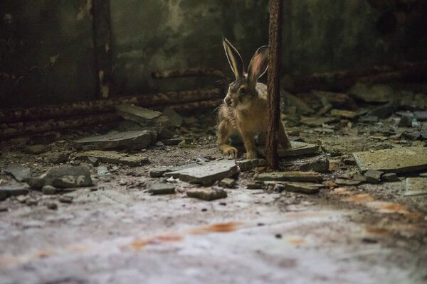 Кролик застрял в заброшенном здании Чернобыльской зоны, Украина