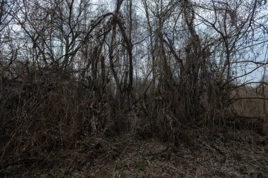Terk edilmiş Chistogalovka köyü, kıyamet sonrası manzara, Çernobil sınırlama bölgesinde bahar mevsimi, Ukrayna