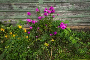 Çernobil sınırlama bölgesinde radyoaktif çiçekler yetişir, yaz mevsimi, Ukrayna
