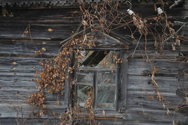 Haus Verlassenem Dorf Novyi Mir Postapokalyptische Landschaft Herbstsaison Der Tschernobyl — Stockfoto