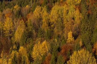 Ukrayna 'daki Karpat dağlarında, Tustan kalesinin yakınında sonbahar ormanı. Tustan 'a Gezinti.