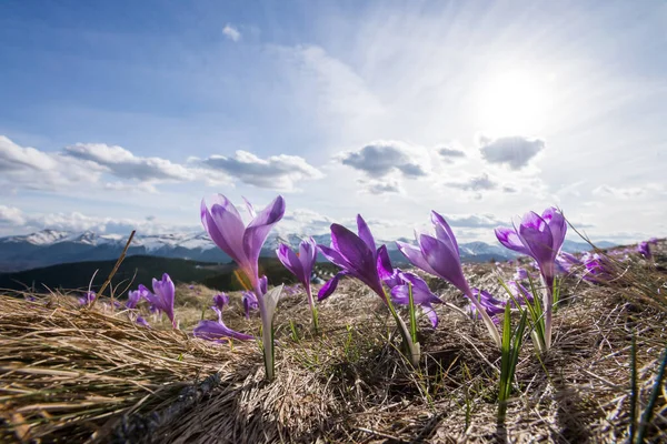 Karda ortaya çıkan Crocus 'lar, açık havada mor bahar çiçekleri.