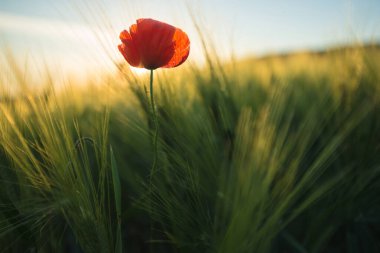 Single red poppy flower blooms in the field of barley in the sunset light, Papaver rhoeas, Ukraine, Lviv region