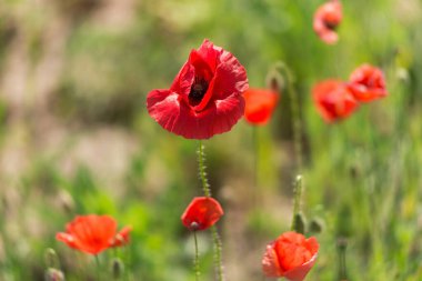 Red poppy flower blooms in field, green background, summer daylight, Papaver rhoeas, Ukraine, Lviv region