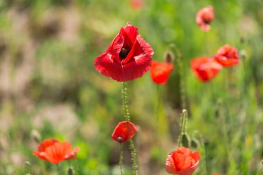 Red poppy flower blooms in field, green background, summer daylight, Papaver rhoeas, Ukraine, Lviv region
