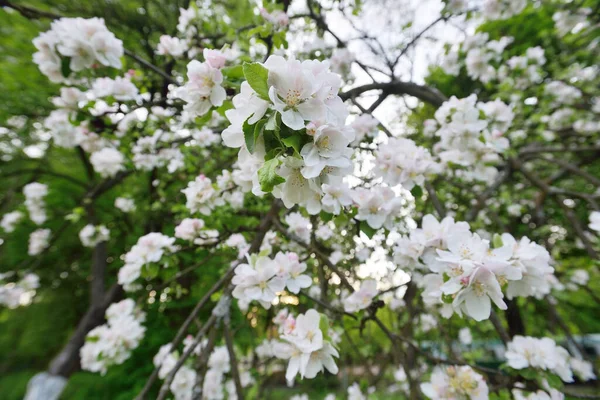 Цветущие Яблони Весеннее Время Белые Цветы Мужские — стоковое фото
