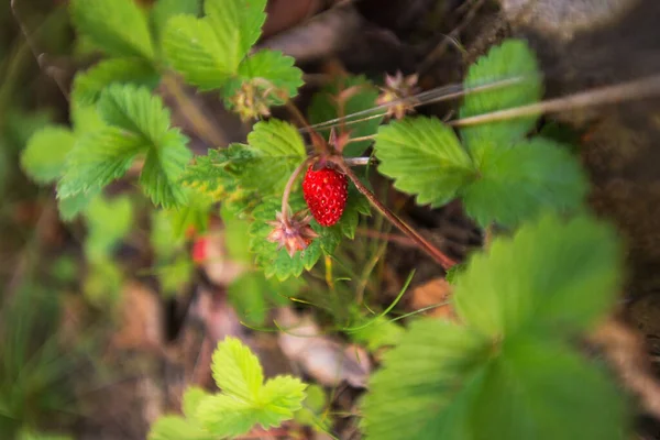 Дикая Клубника Зелеными Листьями Спелыми Красными Фруктами Карпатах Fragaria Vesca — стоковое фото