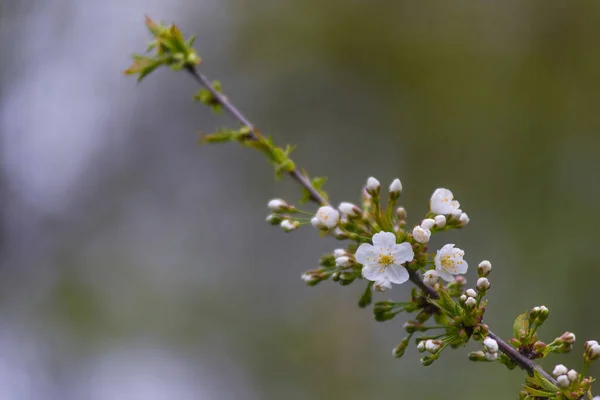 Blooming Apple Branch Spring Time Fruit Garden White Flowers Maleae — ストック写真