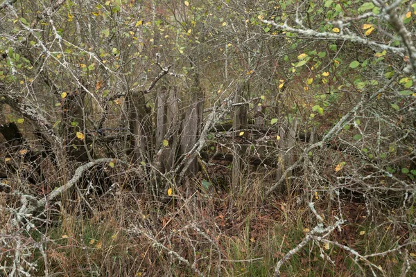 Old Wooden Fence Abandoned Village Illintsi Post Apocalyptic Landscape Autumn — Foto de Stock