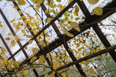 Çernobil bölgesinde terk edilmiş bir sera, Ukrayna 'nın hayalet kasabası Pripyat' ta sonbahar sonrası kıyamet sonrası iç mekanı.