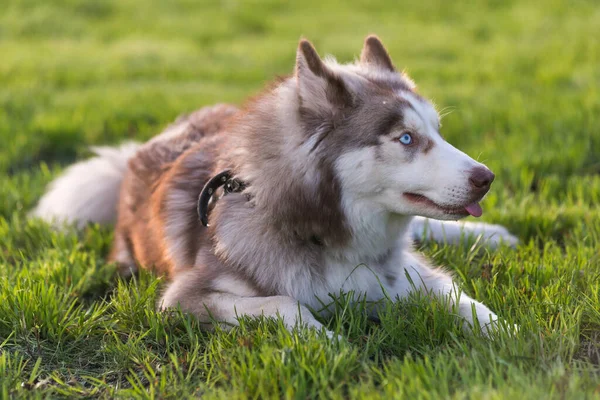 Brown White Siberian Husky Adult Dog Blue Eyes Lying Grass — Stock Photo, Image