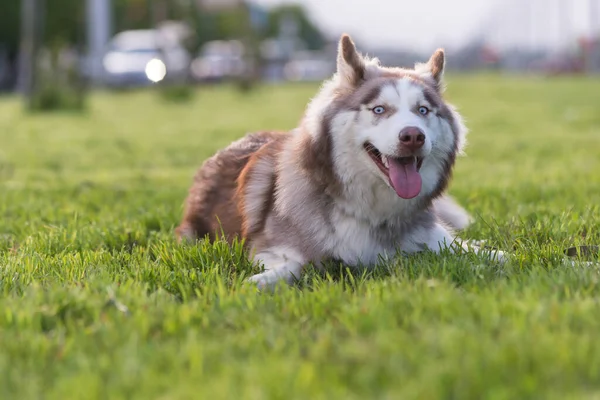Brun Och Vit Sibirisk Husky Vuxen Hund Med Blå Ögon — Stockfoto