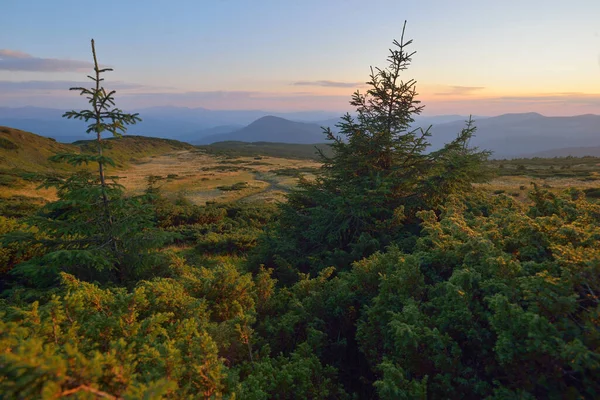 ウクライナのカルパティア山脈の花 山の木々と夕日の空の風景 — ストック写真