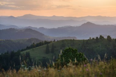 Çayırları ve dağları olan yaz mevsimi akşam manzarası. Bukovina, Karpat Dağları, Ukrayna