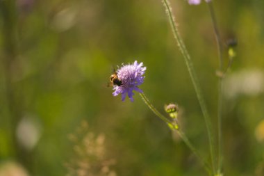 Alp çayırlarında yabani otlar. Bukovina, Karpat Dağları, Ukrayna