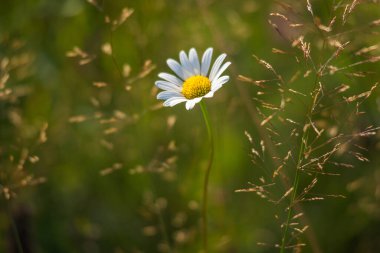 Papatya çayı ve çayırda yabani otlar. Bukovina, Karpat Dağları, Ukrayna