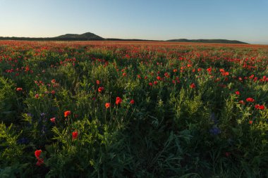 Baharda çayırda kırmızı gelincik tarlaları, Papaver rhoeas. Ukrayna 'daki haşhaş tarlası, Lviv bölgesi