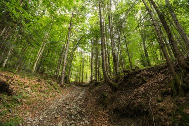 Ormanda yürüyüş, Maramures Karpatlar, Ukrayna 'da turizm rotası