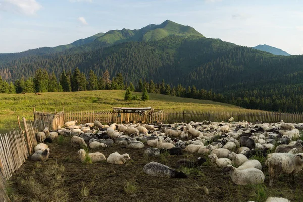 Hodowla Zwierząt Stado Owiec Maramures Karpaty Ukraina Widok Panoramiczny Alpejskiej — Zdjęcie stockowe