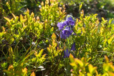 Dağlık arazide yabani alp otları. Maramures Karpat Dağları, Ukrayna.
