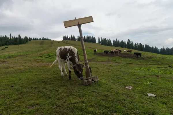 Выпас Коров Альпийском Лугу Карпатах Украина — стоковое фото