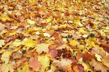 Birçok renkli sonbahar akçaağaç yaprakları yerde arka plan olarak