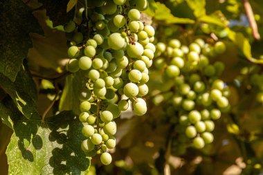 Sarmaşıktaki bir demet yeşil üzüme yakın çekim