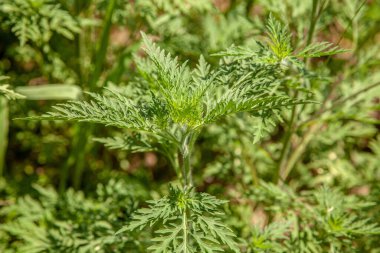 Ambrosia. A branch of a young ragweed in the garden. clipart