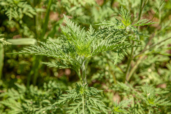 Ambrosia. A branch of a young ragweed in the garden.