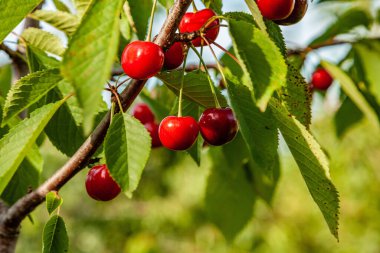 Yazın yapraklarla dolu bir dalda olgun kiraz.