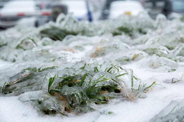 The green grass on the city lawn got wet from the rain and covered with a crust of ice. — Stock Photo, Image