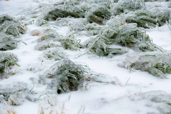 La hierba verde en el césped de la ciudad se mojó de la lluvia y se cubrió con una corteza de hielo. Fotos De Stock Sin Royalties Gratis