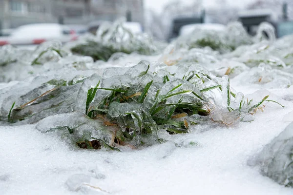 A grama verde no gramado da cidade molhou-se da chuva e coberto com uma crosta de gelo. — Fotografia de Stock